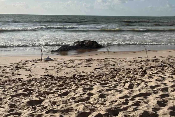 Imagem colorida e baleia morta em João Pessoa - Metrópoles