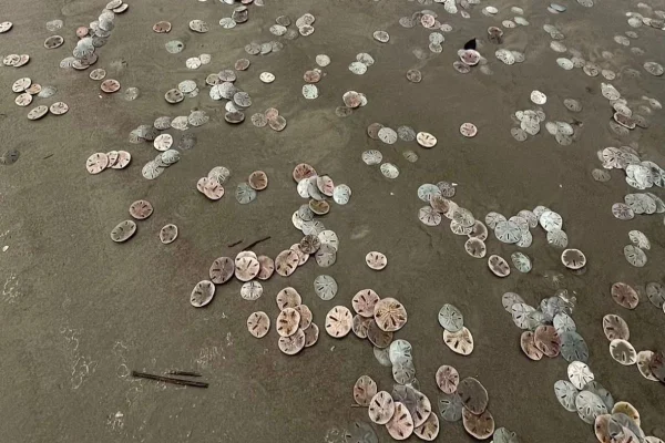 O forte odor das bolachas-do-mar chamou a atenção de quem passou pela praia de Ilha Comprida. Oceanógrafa explicou o fenômeno ao Metrópoles - Metrópoles