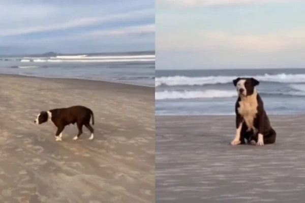 Pitbull