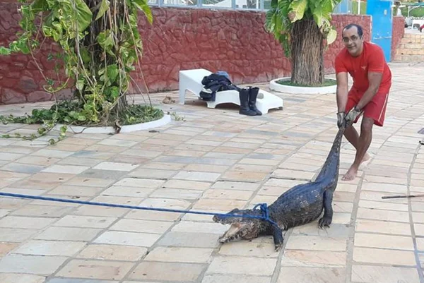 Bombeiros capturam jacaré em piscina de clube em caldas Novas, Goiás