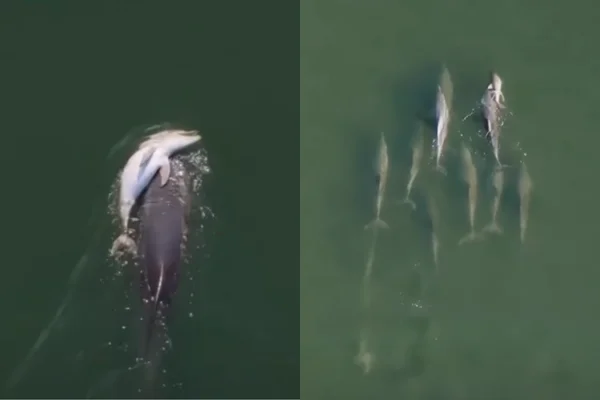 Golfinho em luto é visto carregando filhote morto pelo amor por dias