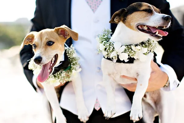 Cães em casamentos: como ter o pet com você no grande dia