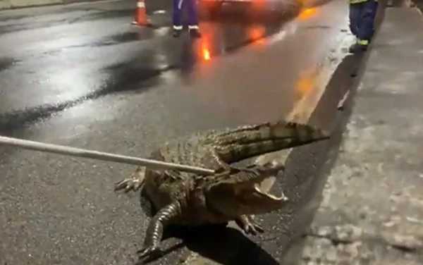 “Avenida Lacoste”: jacaré invade via expressa na zona oeste do Rio