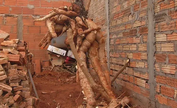 Raiz de mandioca de cerca de 300 kg é colhida em Rio Verde, Goiás