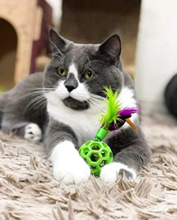 gato com brinquedo