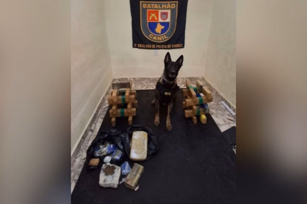 Ele fez de novo! Cão da PM localiza drogas em operação na zona oeste 3 Cão Rollo durante ação da PM na São Remo