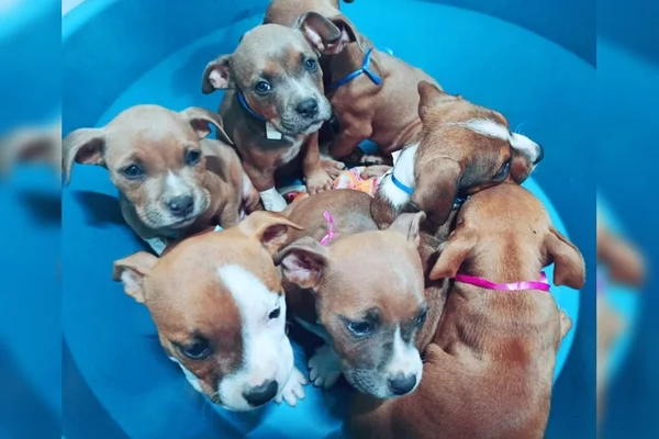 Cachorros marrons dentro de bacia azul