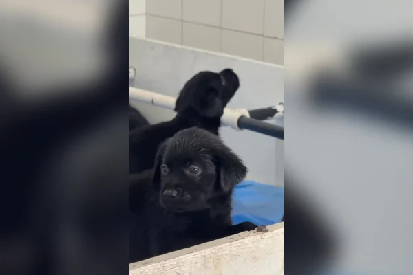 Conheça os novos “recrutas” de quatro patas que chegam à PM