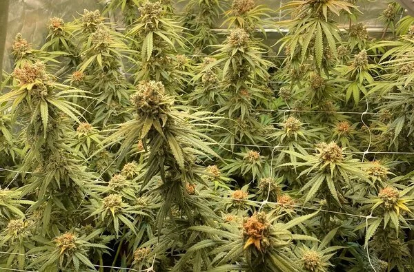 Imagem colorida mostra pés de planta esverdeada, similar à maconha - Metrópoles