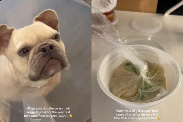 montagem colorida de vídeo do tiktok cão sentindo cheiro pela primeira vez