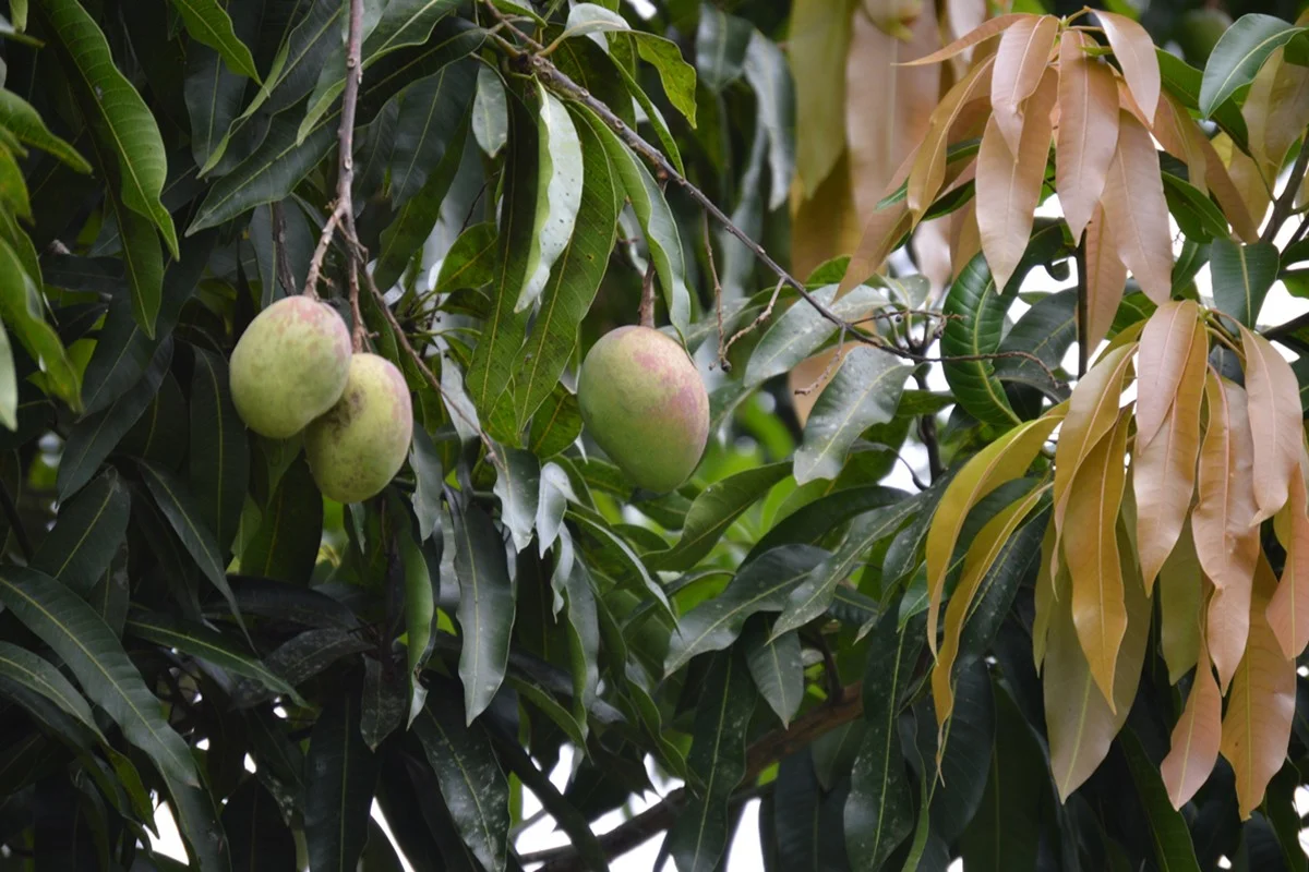 Manga fresca e orgânica, manga da variedade tommy ainda verde crescendo na mangueira. Metrópoles