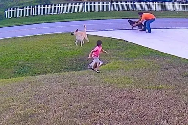 pastor alemão salva criança de ataque de cachorro - Metrópoles