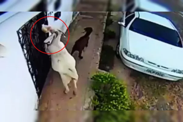 https://g1.globo.com/ce/ceara/noticia/2025/04/14/mulher-instala-cameras-para-flagrar-quem-roubava-paes-e-descobre-gangue-de-cabras.ghtml
