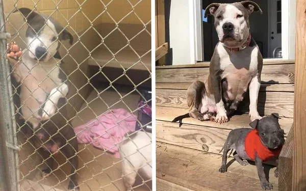 Dois cachorros se abraçando, fazendo carinho.