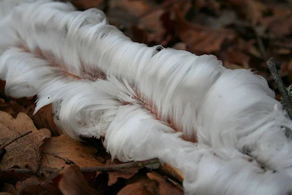Cabelo de gelo