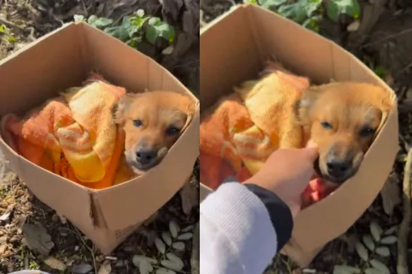 Montagem de duas imagens coloridas de cachorro dentro de caixa de papelão
