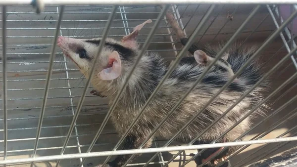 Polícia Militar Ambiental resgatou 1,2 mil animais silvestres desde o início do ano