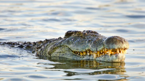 crocodilo-do-nilo
