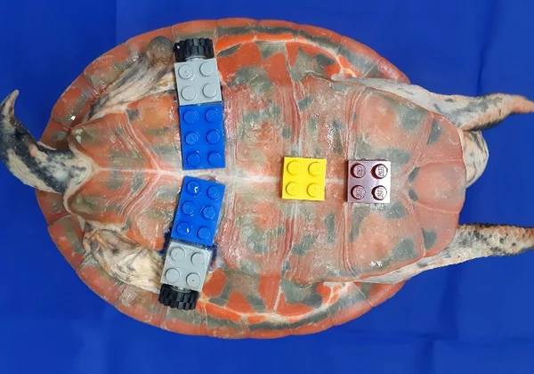 Vídeo. Veterinários brasileiros fazem prótese de Lego para tartaruga