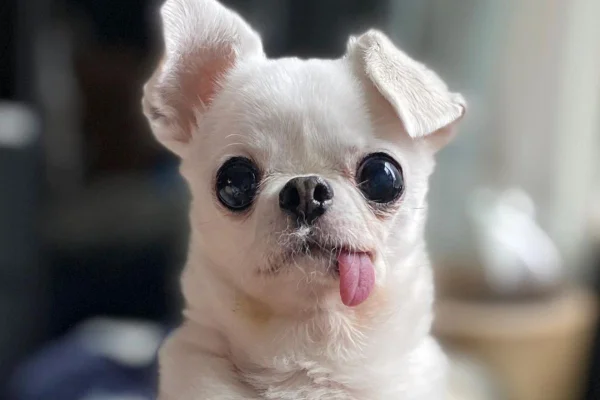 Foto colorida de um cachorro com a língua para fora - Metrópoles