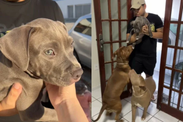 Foto colorida de uma cadela pit-bull - Metrópoles