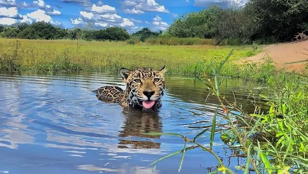 Onça pintada nadando em rio do Pantanal