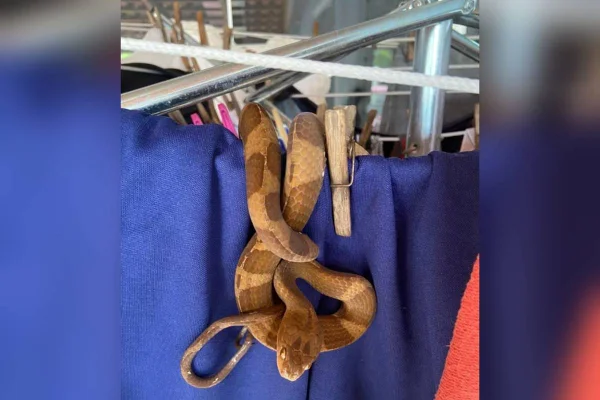 imagem colorida cobra resgatada em varal santa catarina