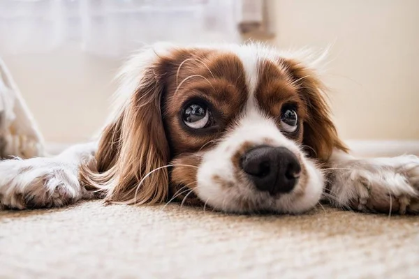 Meu cachorro sabe quando estou bêbado?