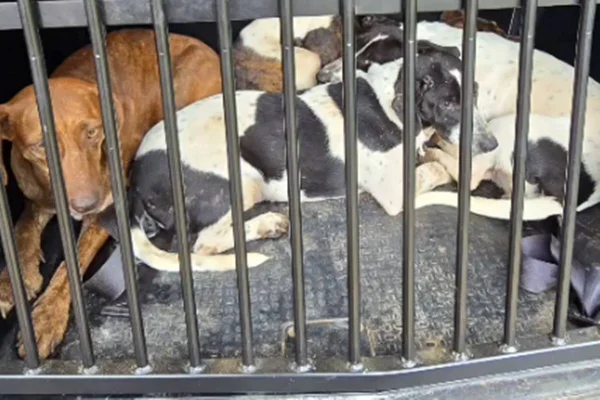 cães resgatados
