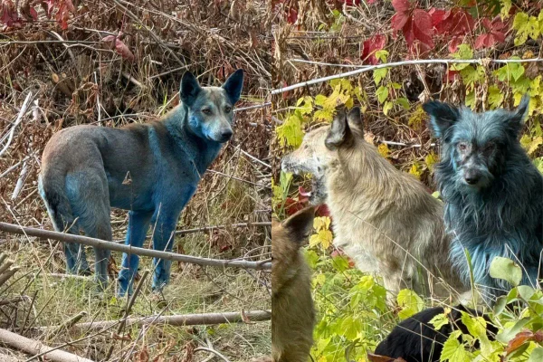 cachorros azuis em chernobyl