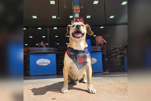 Conheça Chico, o vira-lata “funcionário do ano” de um mercado no DF