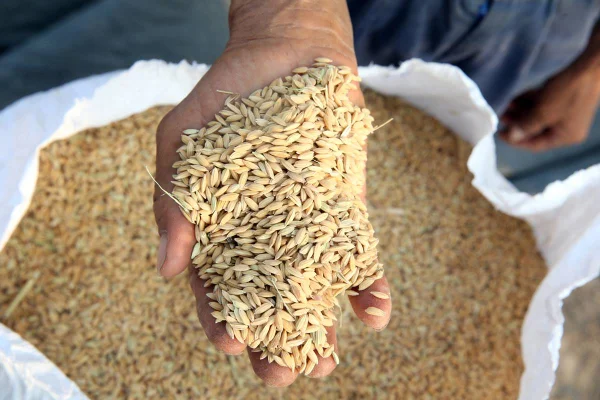 Colheita de arroz