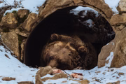 Urso-pardo 