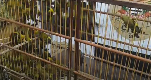 Gaiola de madeira com pássaros dentro