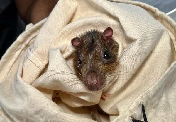 Rato