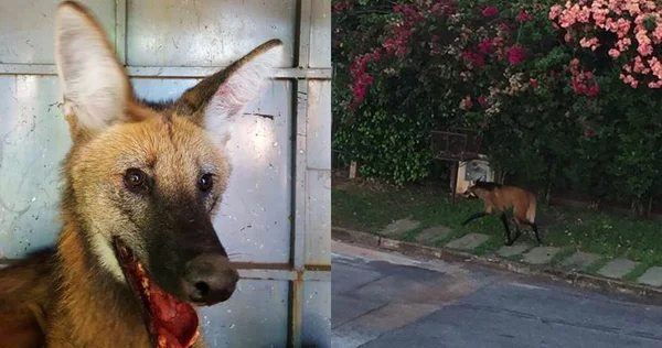 Treta na Asa Sul: ex-sócios disputam ponto e nome de cachorro-quente