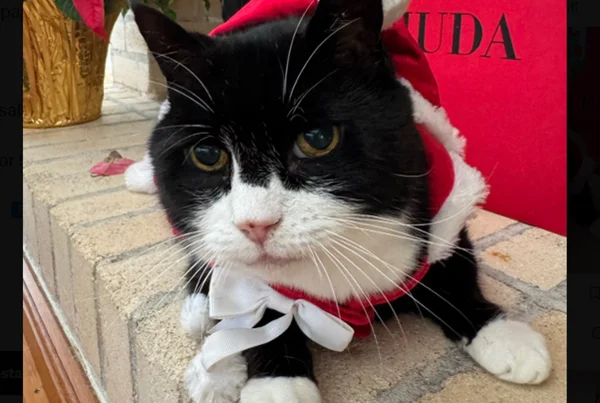 Gato com a pelagem branca e preta