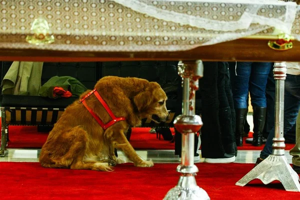 Cão de Kid Vinil fica ao lado do caixão e emociona em velório