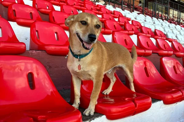 Cachorro em clube em Ijuí