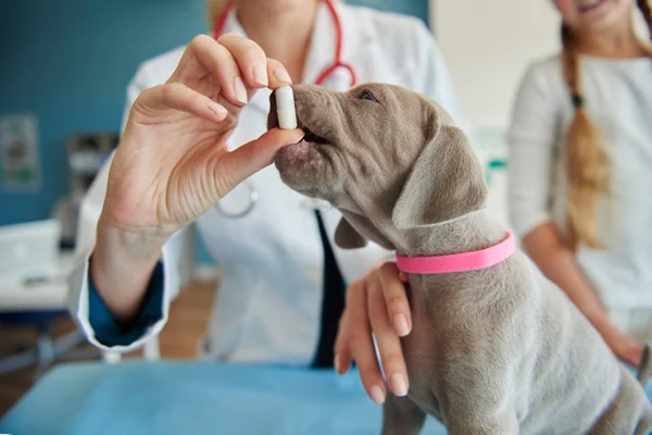 Cachorro no veterinário