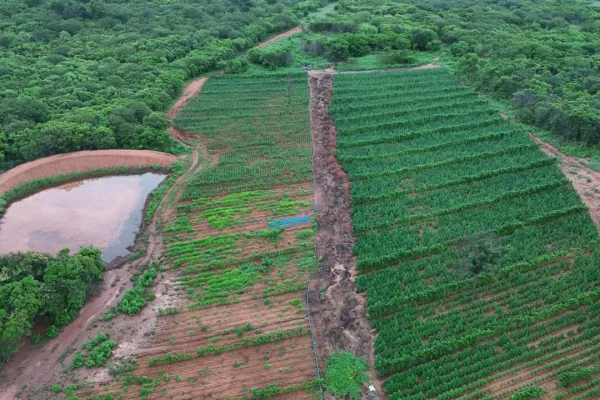 Imagem colorida, plantação com 115mil pés de maconha é localizada e incinerada no Piauí- Metrópoles
