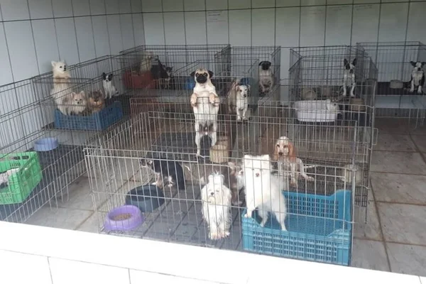 Canil com mais de 1,5 mil cães é interditado por maus-tratos em SP