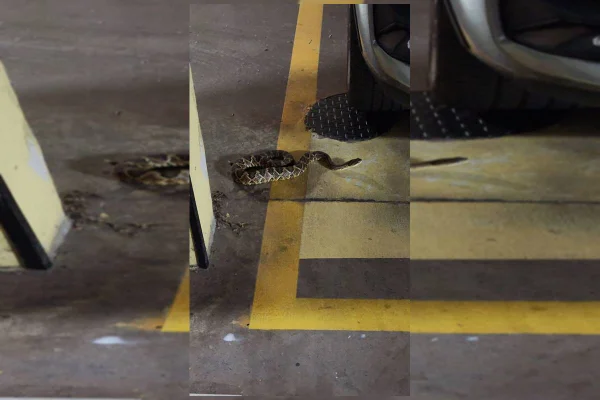 Cobra venenosa e perigosa é vista dentro de condomínio de luxo no DF