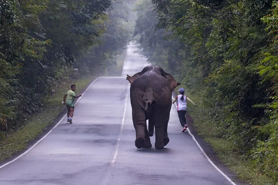 Elefante se incomoda com selfie e persegue casal na Tailândia - imagem 2 Elefante se incomoda com selfie e persegue casal na Tailândia - imagem 2