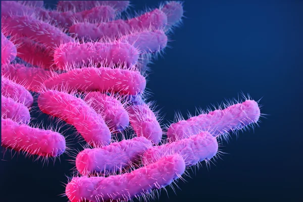 Uma ilustração médica retrata bactérias *Shigella* sp. resistentes a medicamentos (2019). A imagem aborda a resistência a antimicrobianos. Metrópoles
