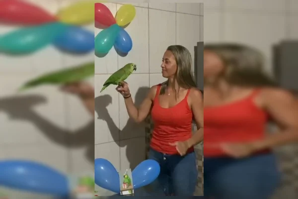 Tutora do DF ganha guarda de ave silvestre e faz festa para papagaia