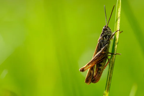 Esta fotografia captura um close-up de um gafanhoto pousado em uma folha de grama, exibindo os detalhes intrincados de seu rosto e asas. A imagem, tirada ao ar livre, destaca as características únicas do gafanhoto, características dos gafanhotos-de-asa-listrada e de insetos semelhantes a grilos. Metrópoles