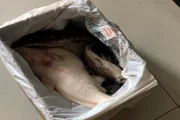Aquarista retorna de viagem e encontra dezenas de peixes jumbo mortos - imagem 5