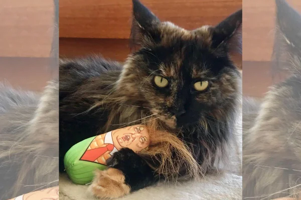 Imagem colorida de gata da raça maine coon deitada