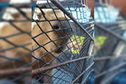 A capivara sofreu um ferimento no pescoço